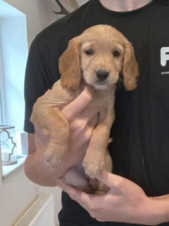 Working cocker spaniel puppies - ready now for sale in Calne, Wiltshire - Image 1