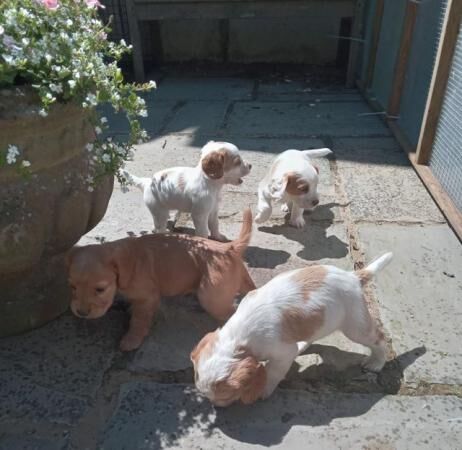 Working cocker spaniel puppies - ready now for sale in Calne, Wiltshire - Image 2