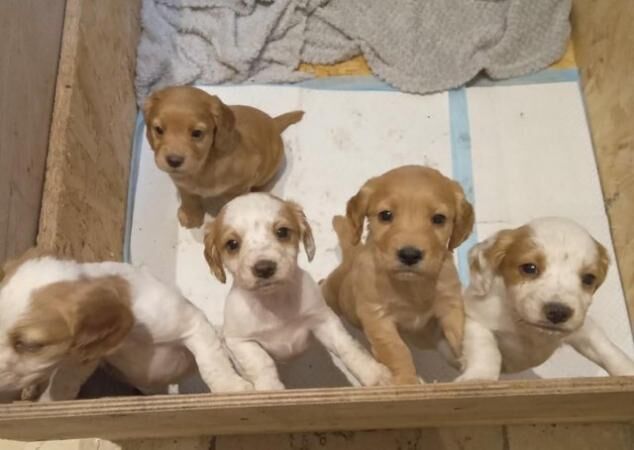 Working cocker spaniel puppies - ready now for sale in Calne, Wiltshire - Image 3