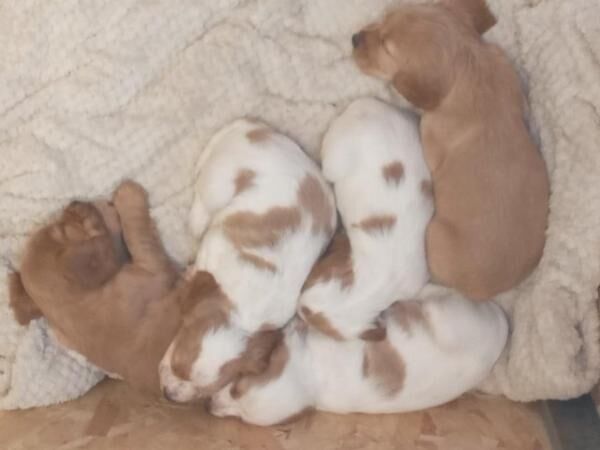 Working cocker spaniel puppies - ready now for sale in Calne, Wiltshire - Image 4