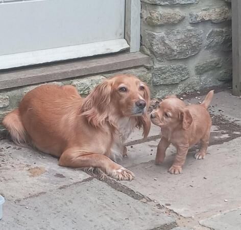 Working cocker spaniel puppies - ready now for sale in Calne, Wiltshire - Image 5