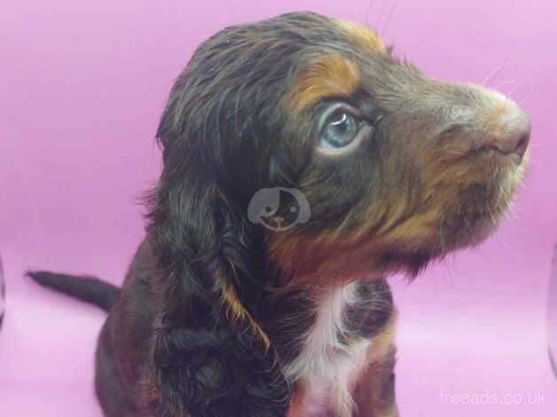 Working cocker spaniel puppies ready now for sale in Swadlincote, Derbyshire