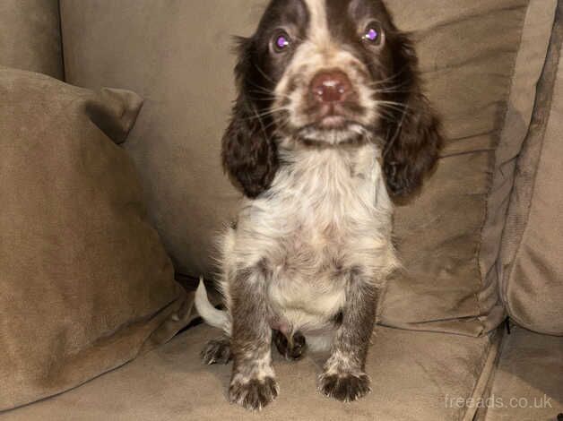 Working cocker spaniel puppies, ready to leave, roan colourings. for sale in Sunderland, Tyne and Wear - Image 1