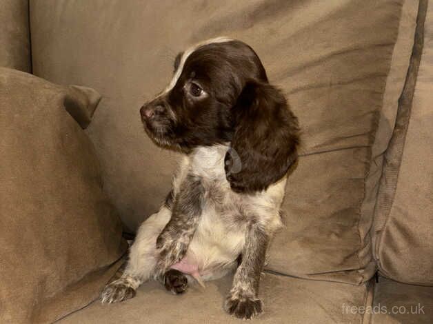 Working cocker spaniel puppies, ready to leave, roan colourings. for sale in Sunderland, Tyne and Wear - Image 2