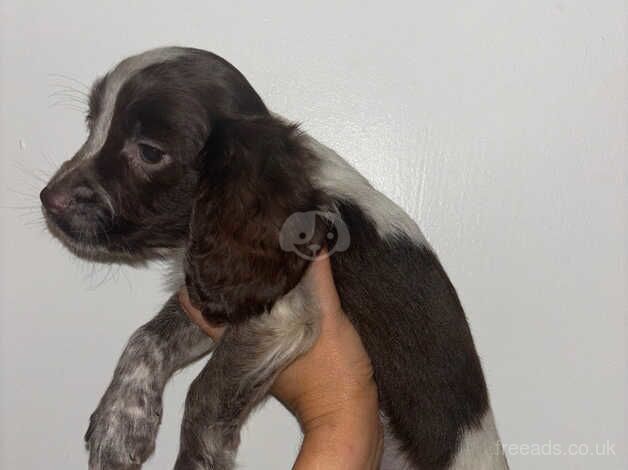 Working cocker spaniel puppies, ready to leave, roan colourings. for sale in Sunderland, Tyne and Wear - Image 3