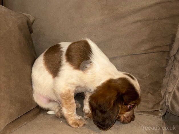 Working cocker spaniel puppies, ready to leave, roan colourings. for sale in Sunderland, Tyne and Wear - Image 5