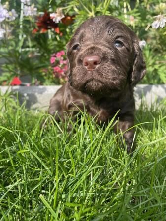 Working Cocker Spaniel Puppy for sale in Bolton Green, Lancashire