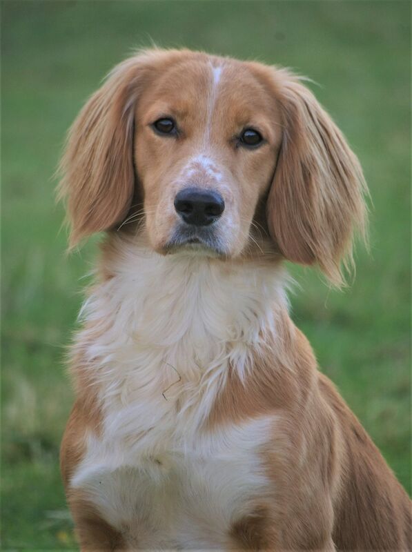 Working cocker spaniel puppy kc for sale in Tadcaster, North Yorkshire