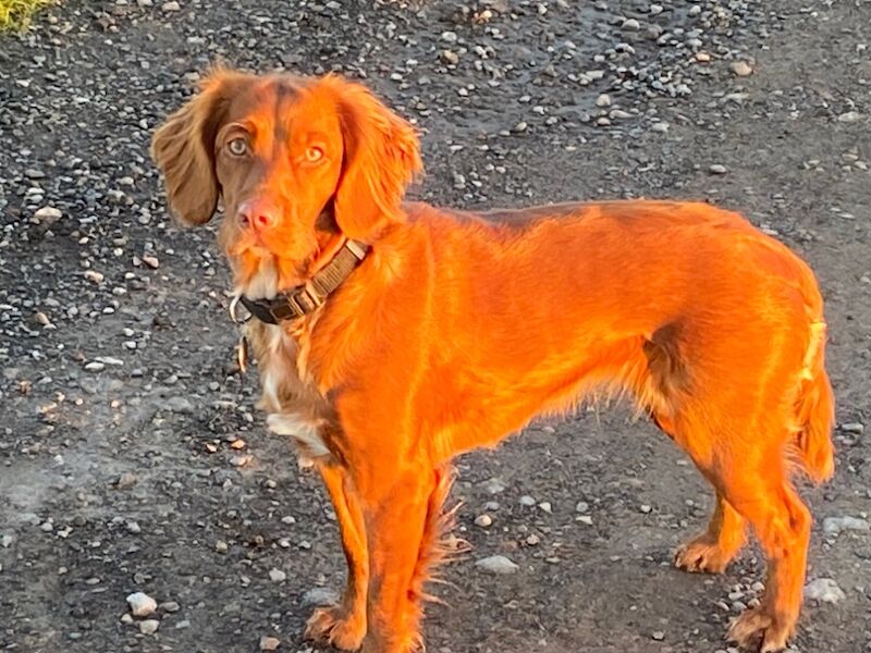 Working cocker spaniel puppy kc for sale in Tadcaster, North Yorkshire - Image 2