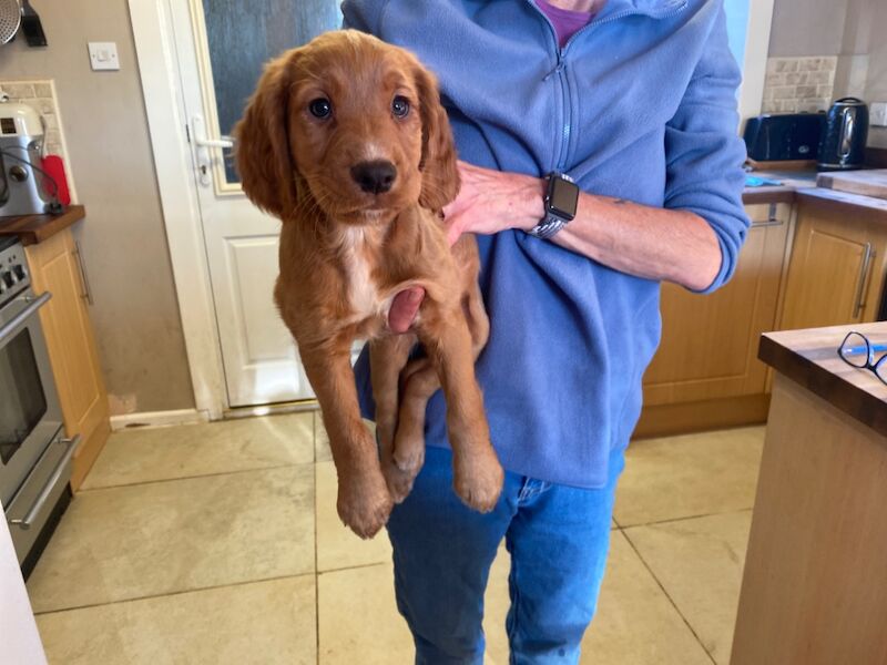 Working cocker spaniel puppy kc for sale in Tadcaster, North Yorkshire - Image 3