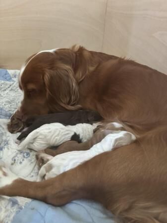 working cocker spaniel pups for sale in Alconbury Weston, Cambridgeshire - Image 1