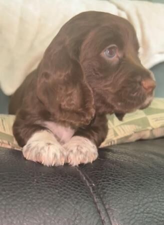 working cocker spaniel pups for sale in Alconbury Weston, Cambridgeshire - Image 2