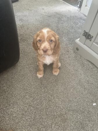 working cocker spaniel pups for sale in Alconbury Weston, Cambridgeshire - Image 3