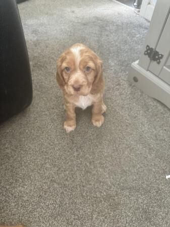 working cocker spaniel pups for sale in Alconbury Weston, Cambridgeshire - Image 4