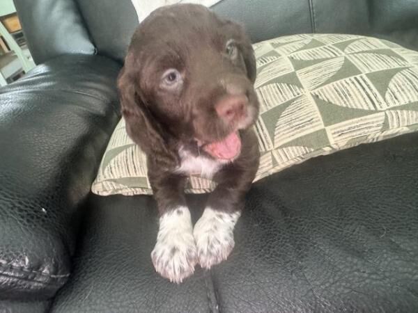 working cocker spaniel pups for sale in Alconbury Weston, Cambridgeshire - Image 5