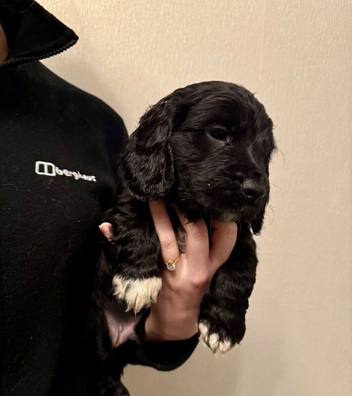 Working Cocker Spaniel Pups for sale in Turriff, Aberdeenshire