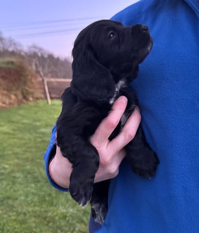 Working Cocker Spaniel Pups for sale in Turriff, Aberdeenshire - Image 2