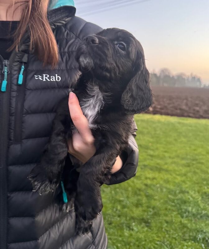 Working Cocker Spaniel Pups for sale in Turriff, Aberdeenshire - Image 3