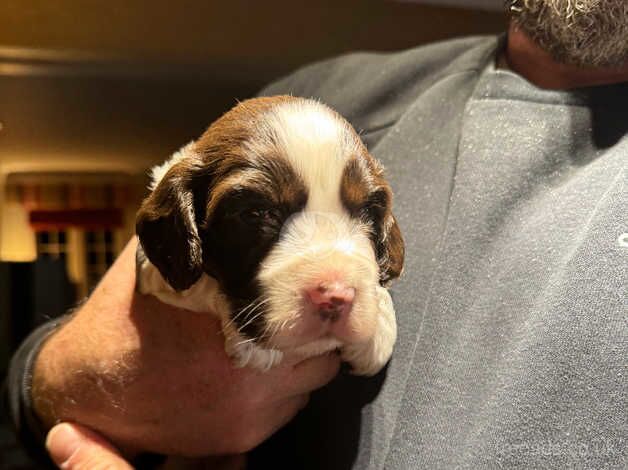 Cocker spaniel pups for sale in Cockburnspath, Scottish Borders - Image 1