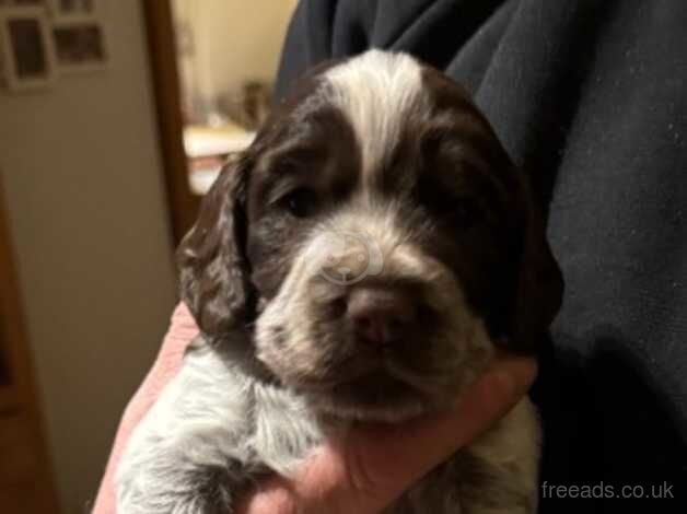 Cocker spaniel pups for sale in Cockburnspath, Scottish Borders - Image 2