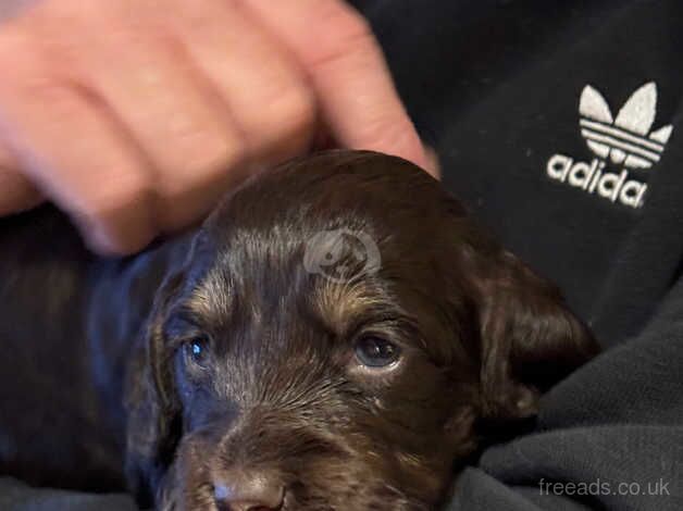 Cocker spaniel pups for sale in Cockburnspath, Scottish Borders - Image 3