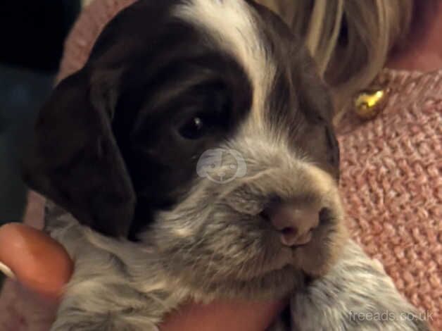 Cocker spaniel pups for sale in Cockburnspath, Scottish Borders - Image 4