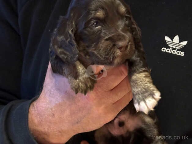 Cocker spaniel pups for sale in Cockburnspath, Scottish Borders - Image 5