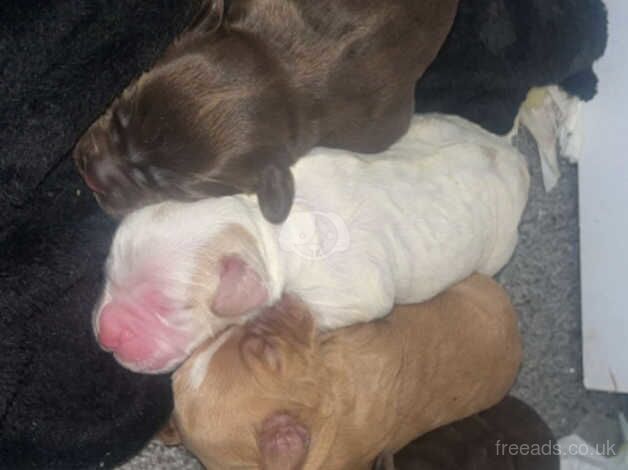 Working cocker spaniel pups for sale in Doncaster, South Yorkshire - Image 1