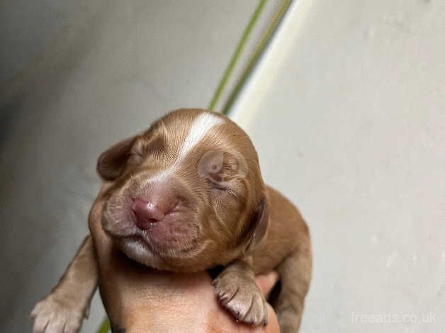 Working cocker spaniel pups for sale in Doncaster, South Yorkshire - Image 2