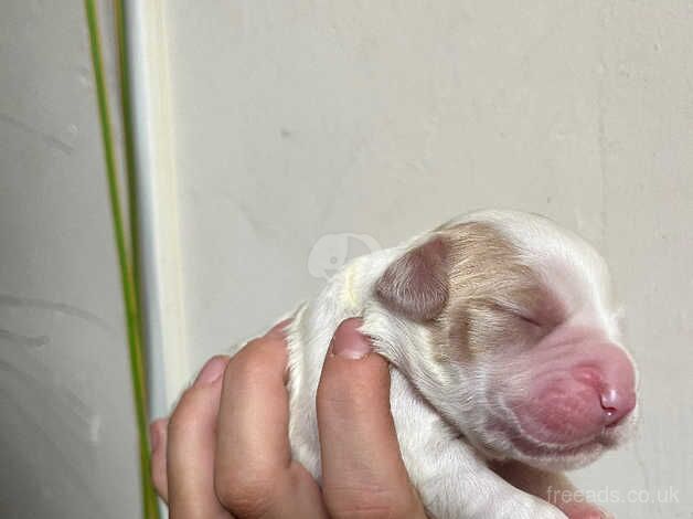 Working cocker spaniel pups for sale in Doncaster, South Yorkshire - Image 3