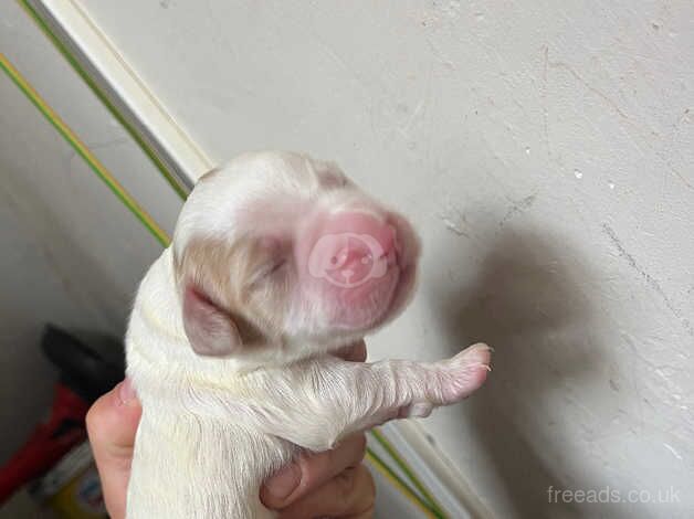 Working cocker spaniel pups for sale in Doncaster, South Yorkshire - Image 4