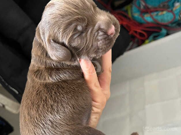 Working cocker spaniel pups for sale in Doncaster, South Yorkshire - Image 5