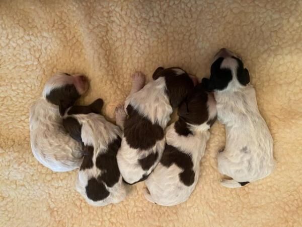 Working cocker spaniel pups KC reg Blue and Chocolate Roan for sale in Newton Abbot, Devon - Image 1