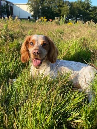 Working cocker spaniel pups KC reg Blue and Chocolate Roan for sale in Newton Abbot, Devon - Image 2