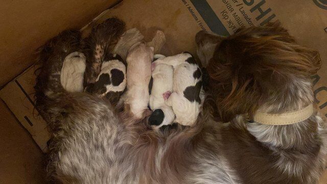 Working cocker spaniel pups KC reg Blue and Chocolate Roan for sale in Newton Abbot, Devon - Image 3