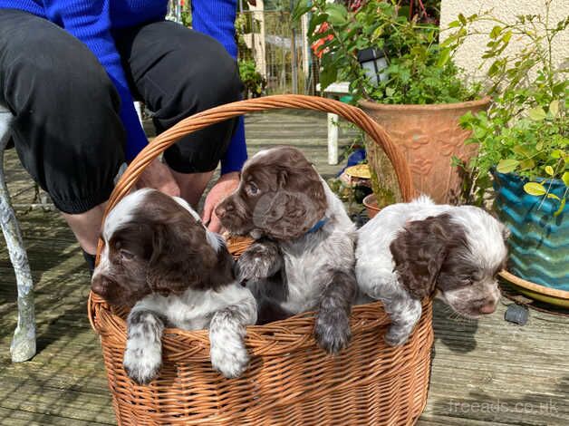 Working cocker spaniel pups KC reg Blue and Chocolate Roan for sale in Newton Abbot, Devon