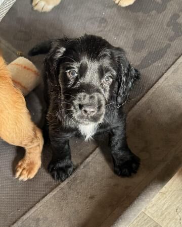 Working cocker spaniel pups kc reg READY TO LEAVE for sale in Stoke-on-Trent, Staffordshire