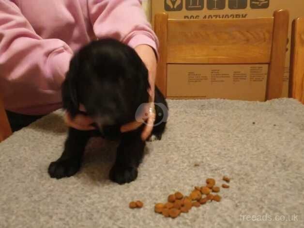 Working cocker spaniel pups KC Registered for sale in Normanton, West Yorkshire