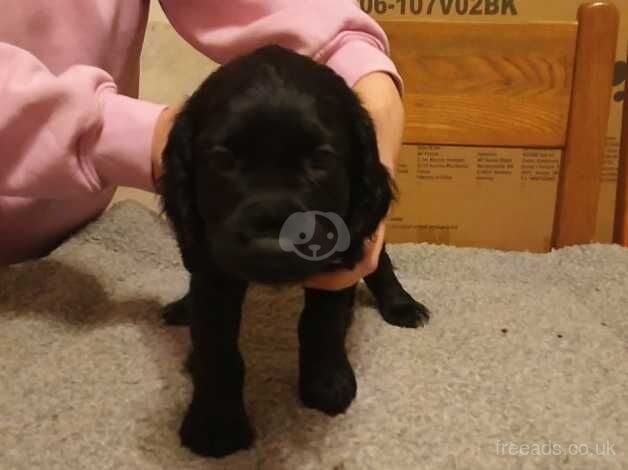 Working cocker spaniel pups KC Registered for sale in Normanton, West Yorkshire - Image 3