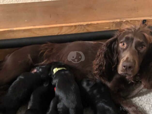 Working cocker spaniel pups KC Registered for sale in Normanton, West Yorkshire - Image 5