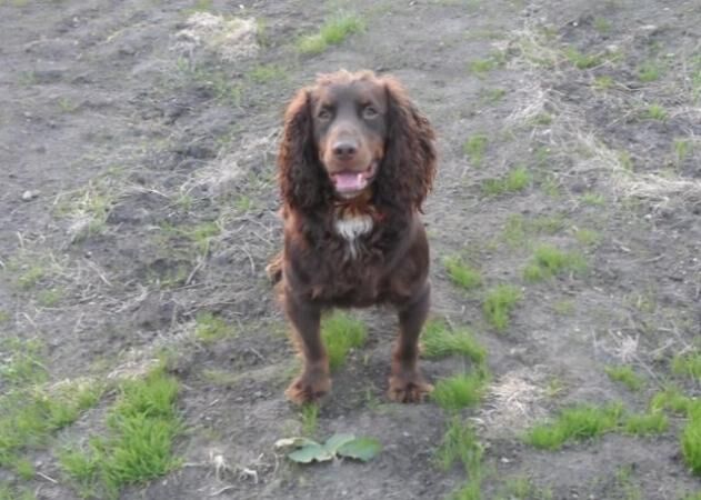 working cocker spaniel woody for sale in Burnley, Lancashire