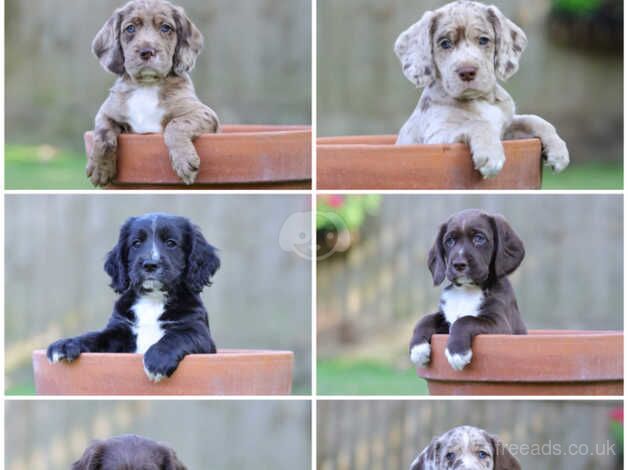 Working Cocker Spaniel x Springer X Beagle for sale in Aylesbury, Buckinghamshire - Image 1