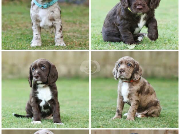 Working Cocker Spaniel x Springer X Beagle for sale in Aylesbury, Buckinghamshire - Image 2