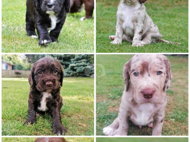 Working Cocker Spaniel x Springer X Beagle for sale in Aylesbury, Buckinghamshire - Image 3