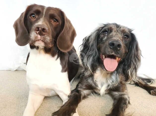 Working Cocker Spaniel x Springer X Beagle for sale in Aylesbury, Buckinghamshire - Image 5