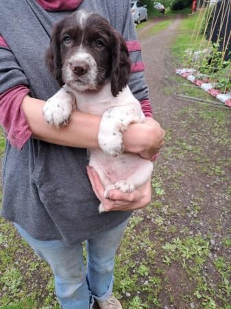 Working cocker spaniels for sale in Monnington on Wye, Herefordshire