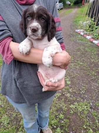 Working cocker spaniels for sale in Monnington on Wye, Herefordshire - Image 1