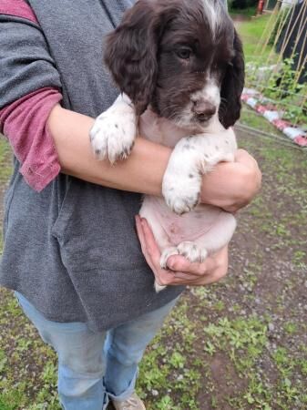 Working cocker spaniels for sale in Monnington on Wye, Herefordshire - Image 2