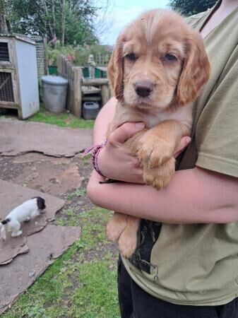 Working cocker spaniels for sale in Monnington on Wye, Herefordshire - Image 3