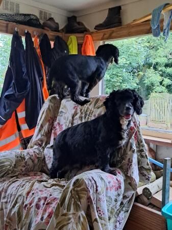 Working cocker spaniels for sale in Monnington on Wye, Herefordshire - Image 4